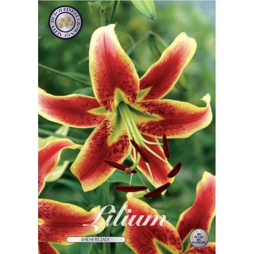 Lilja, Sheherazade