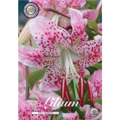 Lilja, Spec. Rubrum