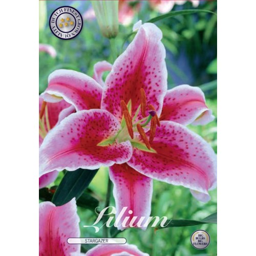 Lilja, Orient, Stargazer