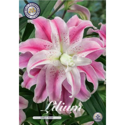 Lilja, Orient, dubbel, Sweet Rosy