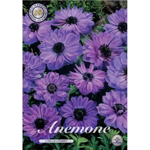 Anemon, Coronaria Lord Lieutenant