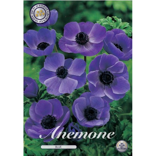 Anemon,  The Caen blå
