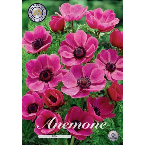 Anemon,  The Caen rosa