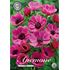 Anemon,  The Caen rosa