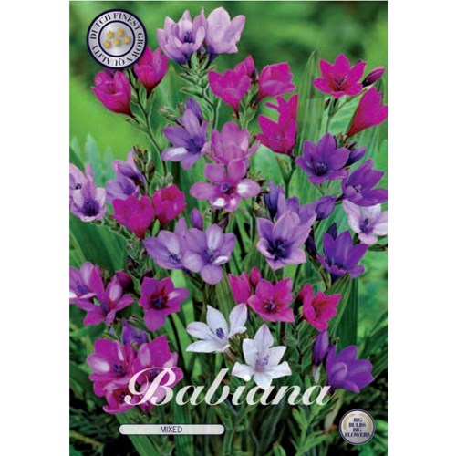 Babiana
