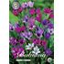 Babiana