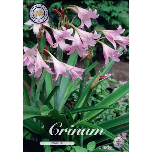 Kalljordskrinum, Crinum Powellii