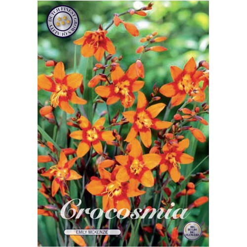 Montbretia, Emily Mckenzier