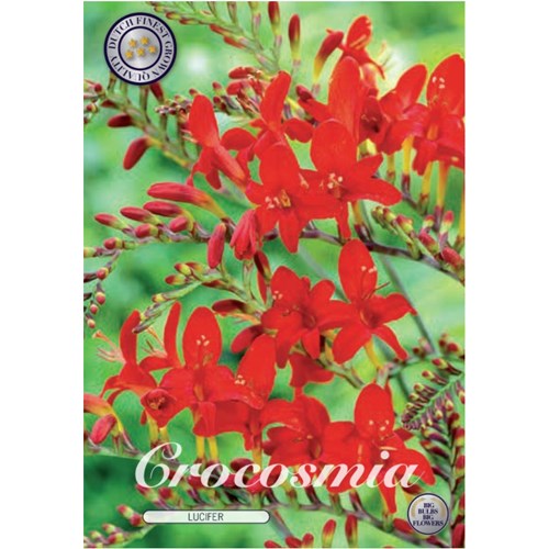 Montbretia, Lucifer