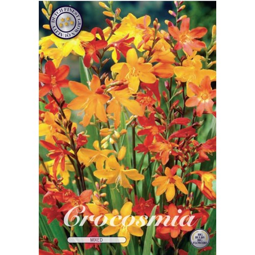 Montbretia, blandade färger