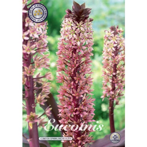 Tofslilja, Sparkling Burgundy