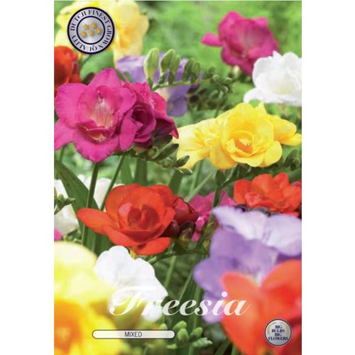 Freesia, dubbel