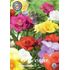 Freesia, dubbel