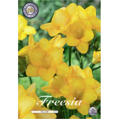 Freesia, enkel gul