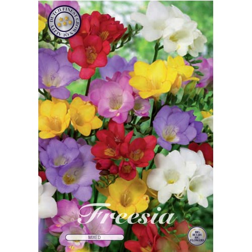 Freesia, enkel