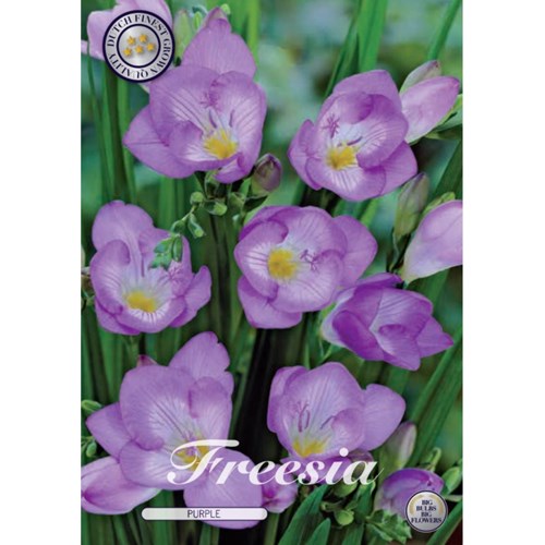 Freesia, enkel violett