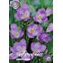Freesia, enkel violett
