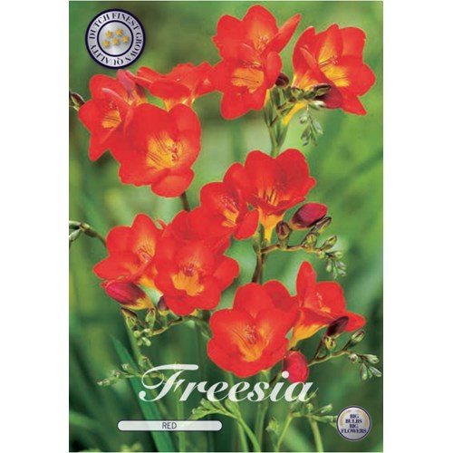 Freesia, enkel röd