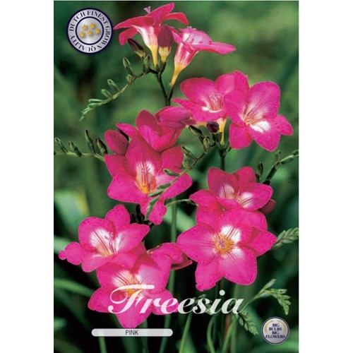 Freesia, enkel rosa