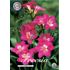 Freesia, enkel rosa