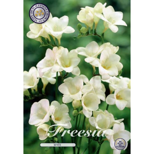 Freesia, enkel vit