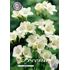 Freesia, enkel vit