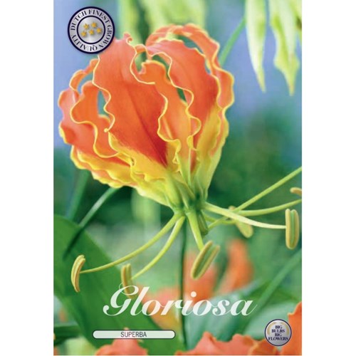 Klänglilja, Superba