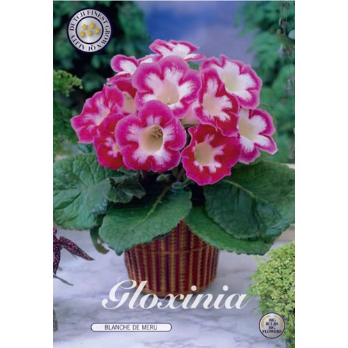 Gloxinia, Blanche de Meru