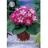 Gloxinia, Blanche de Meru