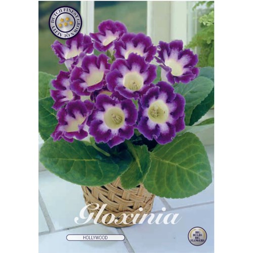 Gloxinia, Hollywood