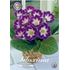 Gloxinia, Hollywood