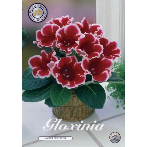 Gloxinia, Kaiser Friedrich