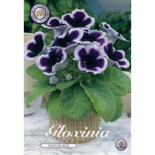 Gloxinia, Kaiser Wilhelm