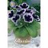 Gloxinia, Kaiser Wilhelm
