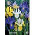 Iris, blandade färger