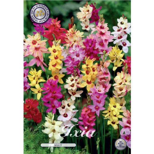 Ixia, blandade färger
