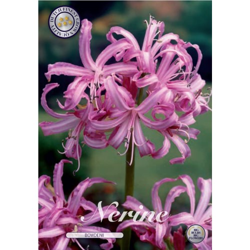 Nerine Bowdenii