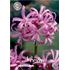 Nerine Bowdenii