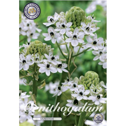 Ornithogalum Saundersiae