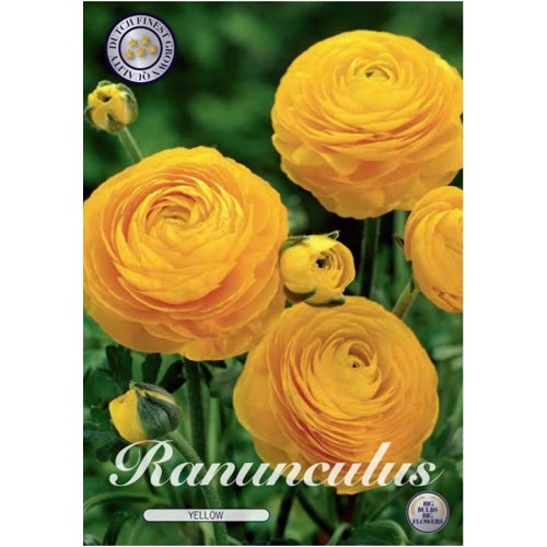 Ranunkel, gul