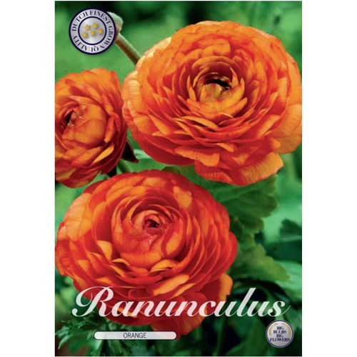 Ranunkel, orange