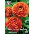 Ranunkel, orange