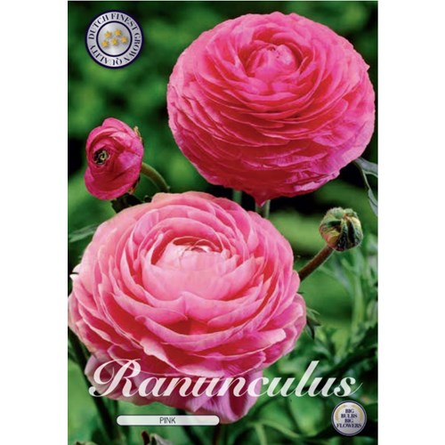 Ranunkel, rosa