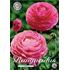 Ranunkel, rosa