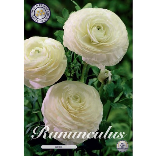 Ranunkel, vit