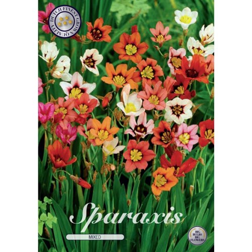 Sparaxis, blandade färger