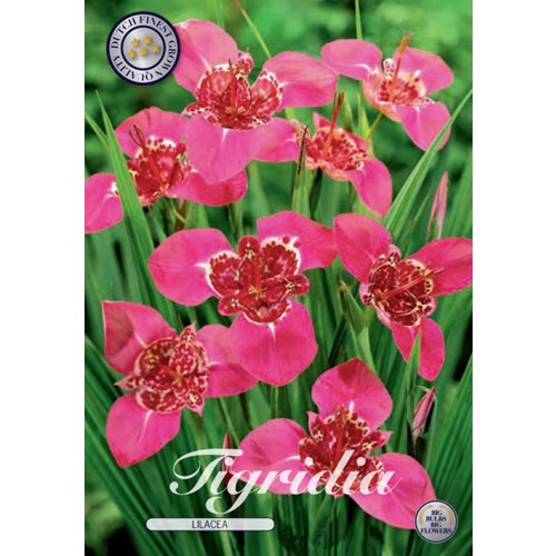 Påfågelslilja, Tigridia Lilacea