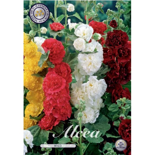 Stockros, blandade färger