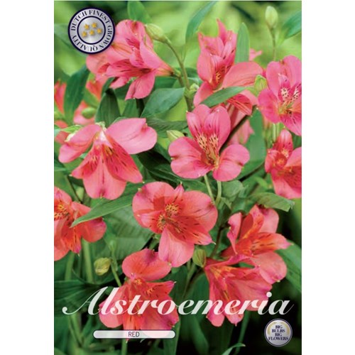 Alstroemeria, röd