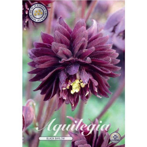 Akleja, Black Barlow